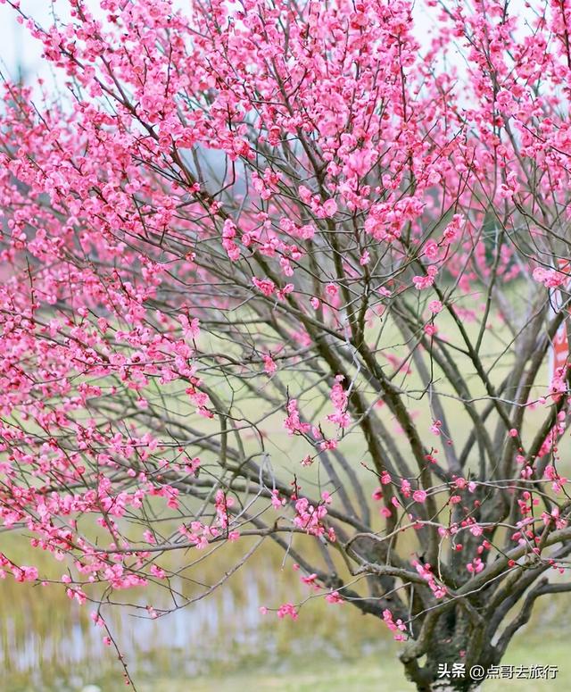 成都郫都区最大面积红梅花开了，粉红花海，非常壮观，不要门票！
