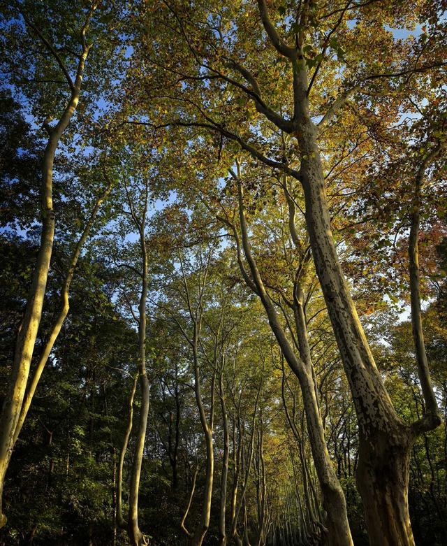发现一片秋游宝地——紫金山下梧桐大道