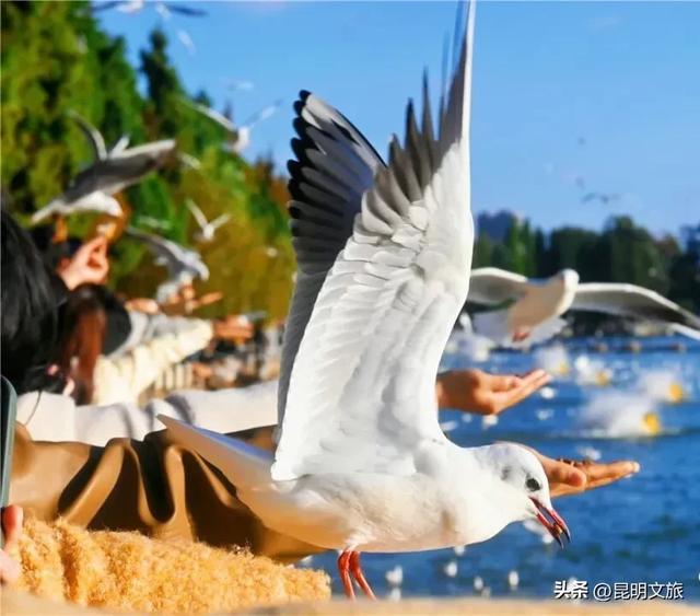 “红”爆！是谁还没有Get昆明的冬天？你知道12月的滇池有多绝？周末冲~