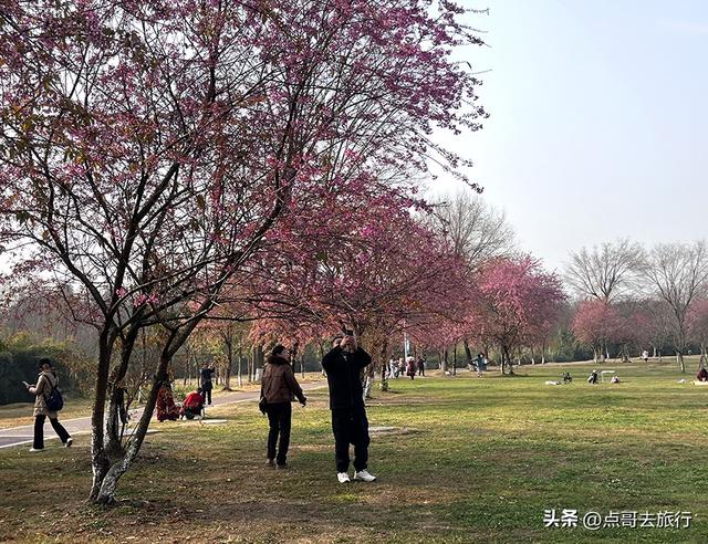 成都最大规模冬樱花开了，1000多株，惊艳壮观，免费，地铁直达！