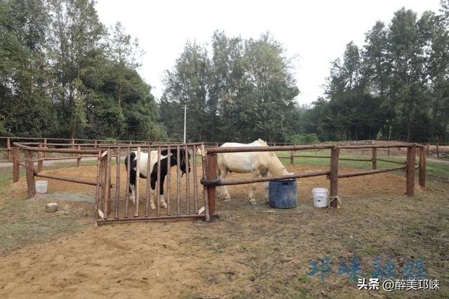 近悦远来·营城兴业丨逛营地、骑骏马！邛崃首家马术野骑营地开启乡村游玩新体验