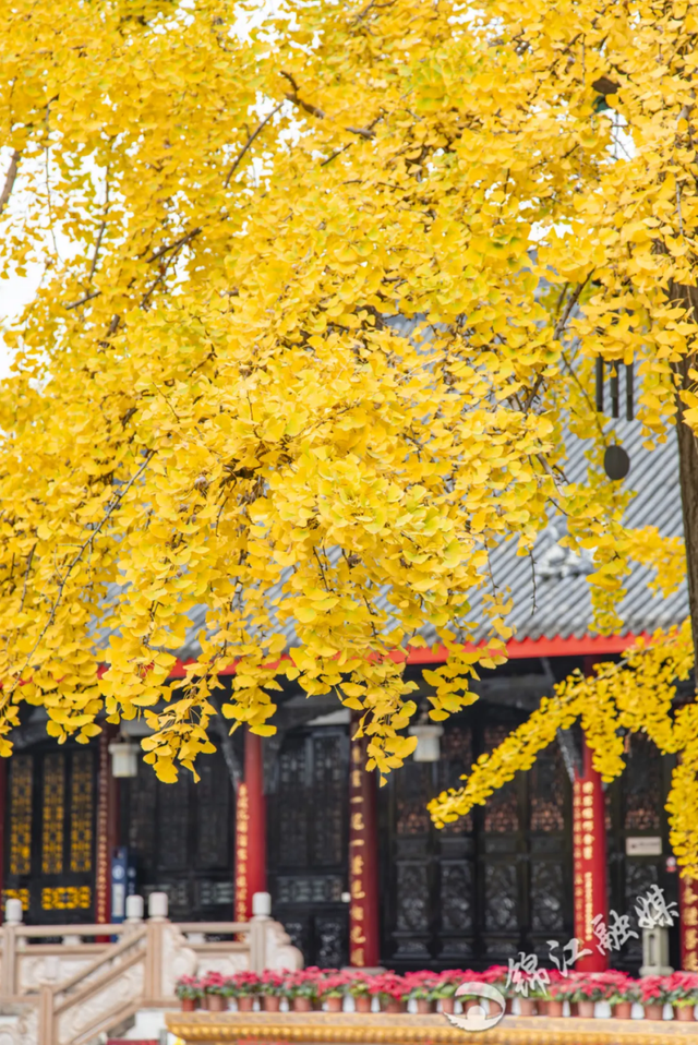 美到窒息！锦江街头的银杏可以“慢慢看”啦