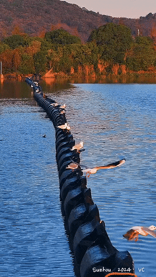 苏州年度限定奇观来了