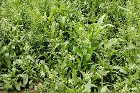 三月三为何一定要吃荠菜煮鸡蛋？看完懂了！图片