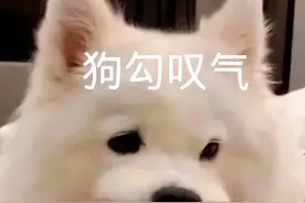 有钱也别养这6种狗，过来人：养它们就是养“祖宗”图片