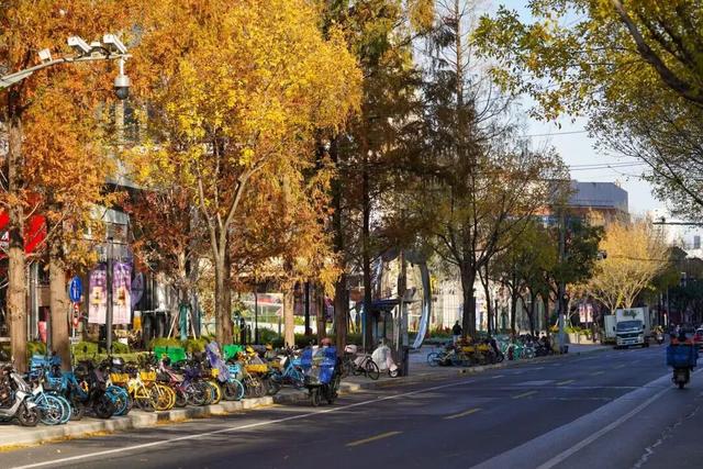 探徐汇｜赴一场落叶之约！徐汇街头美成童话