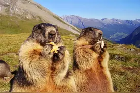 别被“萌”骗！土拨鼠亲密接触可致命图片