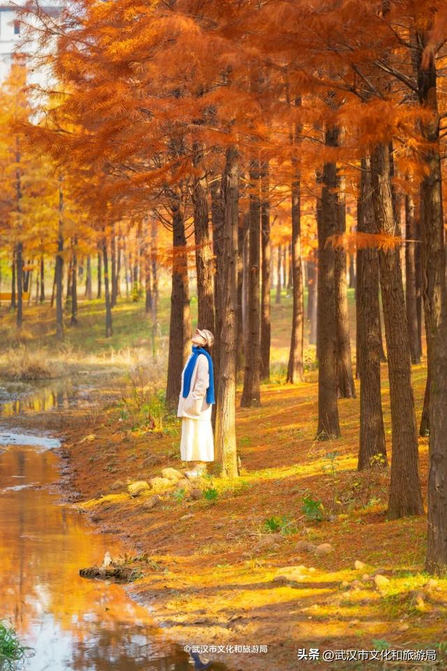 武汉这片杉树林，喀纳斯啊你！