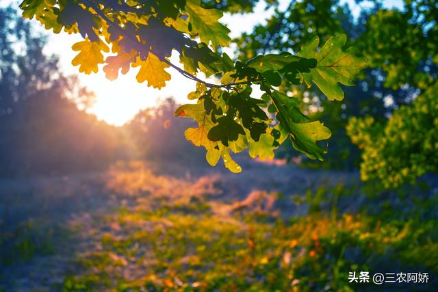 23日秋分，“秋分逢单 冬天暖；秋分逢双 冬天凉”，今年秋分在哪？