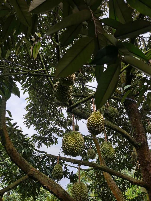 来去如风，骑着摩托穿越印尼爪哇岛乡村