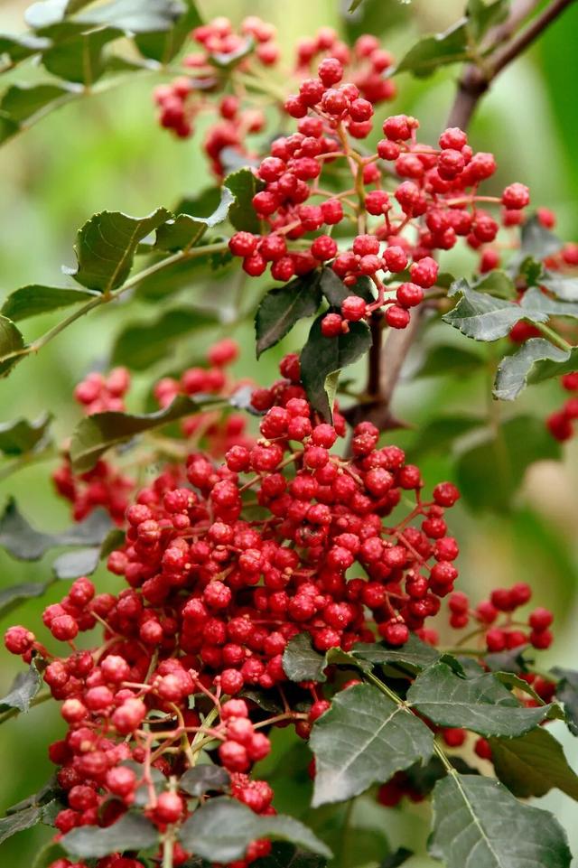 "咔嚓！"→文县