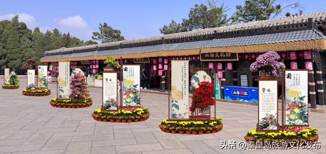 山海关长城金秋菊展即将启幕，精彩抢先看！