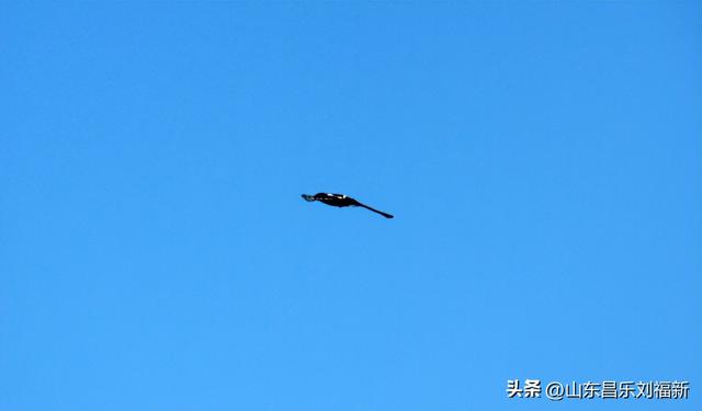 2025年9月1日在首阳郡府(上)