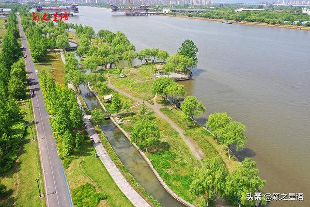 姚江南岸健身步道，美丽月见草花开成海，在水一方