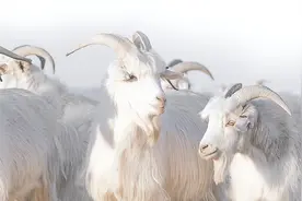 内蒙古一种羊，我国明确禁止出口，从绒到肉，它是肉界的红旗L5图片