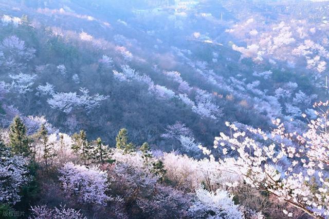 谁说三月赏花要人挤人？安徽深山惊现“双色花海”0门票还人少！
