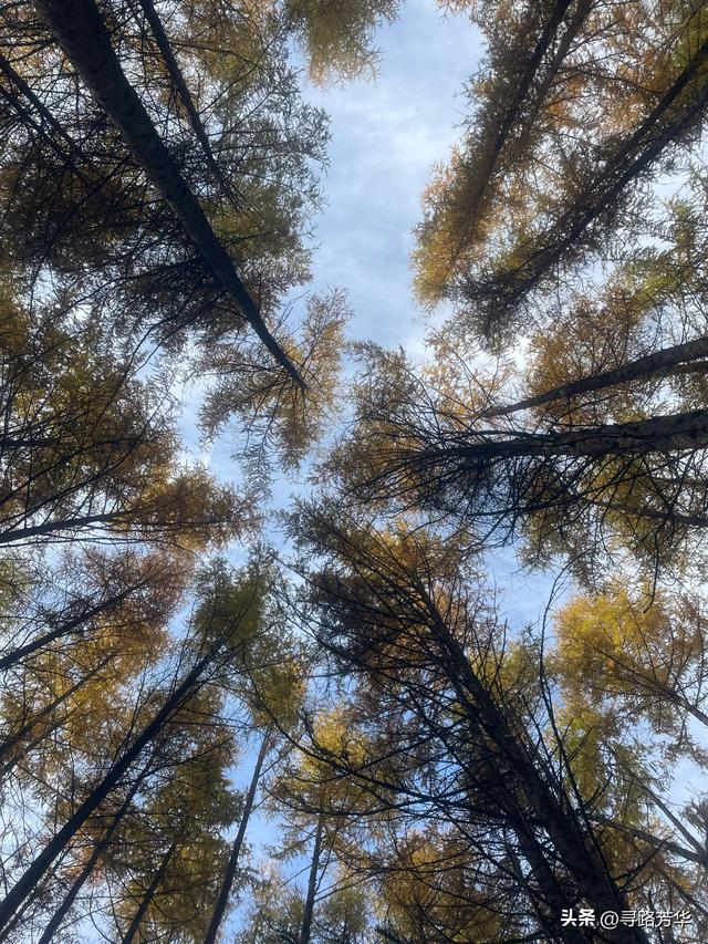 晨光下，米仓山的秋色在眼前一点点展开