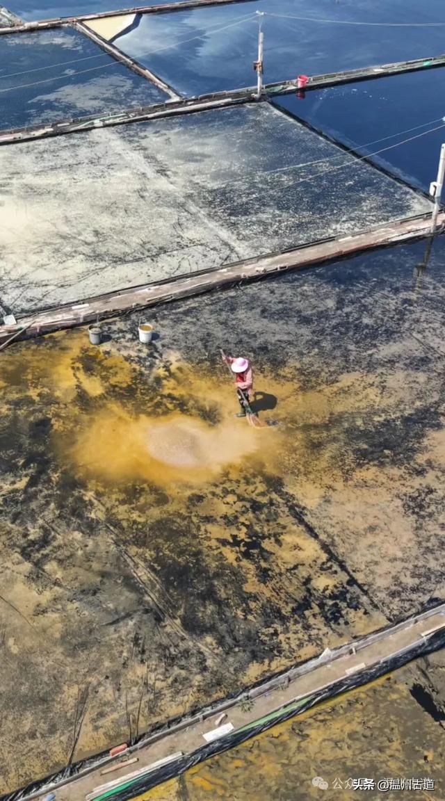 沧海桑田，温州那最后的盐田，你去过吗！