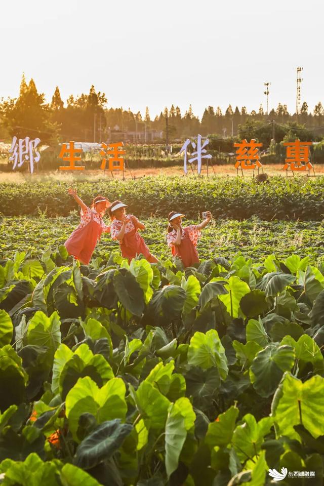 再不来东西湖，暑假就结束了！