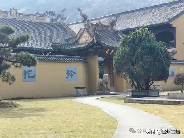 一树金黄,满城风雅!温州这棵著名的古寺银杏再不去就要落叶了