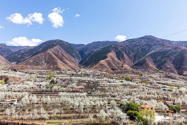 1月-3月赏花，春天适合去的10个赏花胜地，即将迎来盛花期