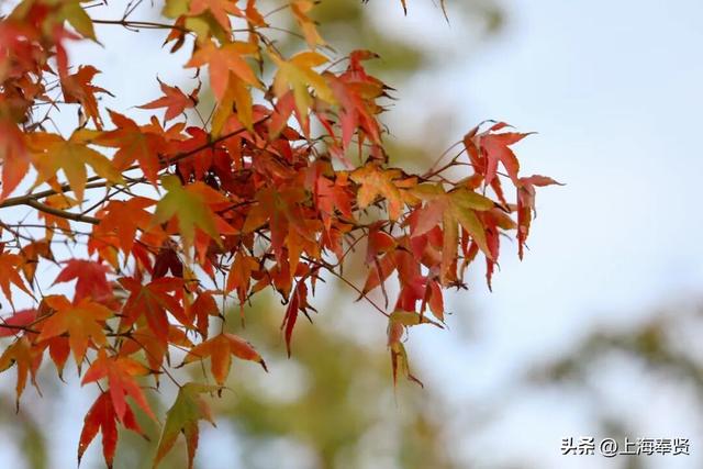 谁懂啊！这些打卡地的秋，连落叶都在教你拍照→