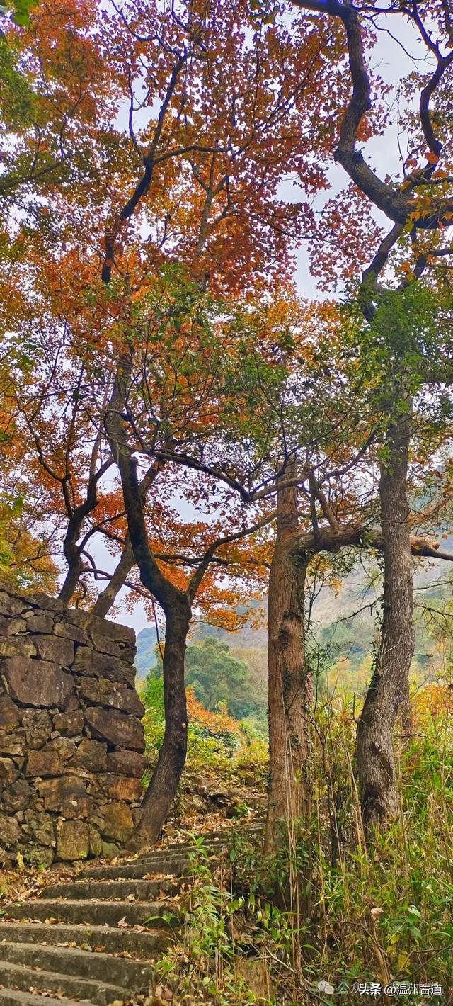 又是一年红枫季，美“枫”了! 温州这处环浙步道秘境枫红正艳