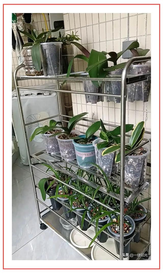 敢不敢来参加头条园艺pk赛