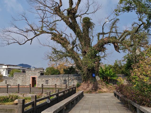 樟荫映丹心 黄埔铸英魂——熊雄故居观后感