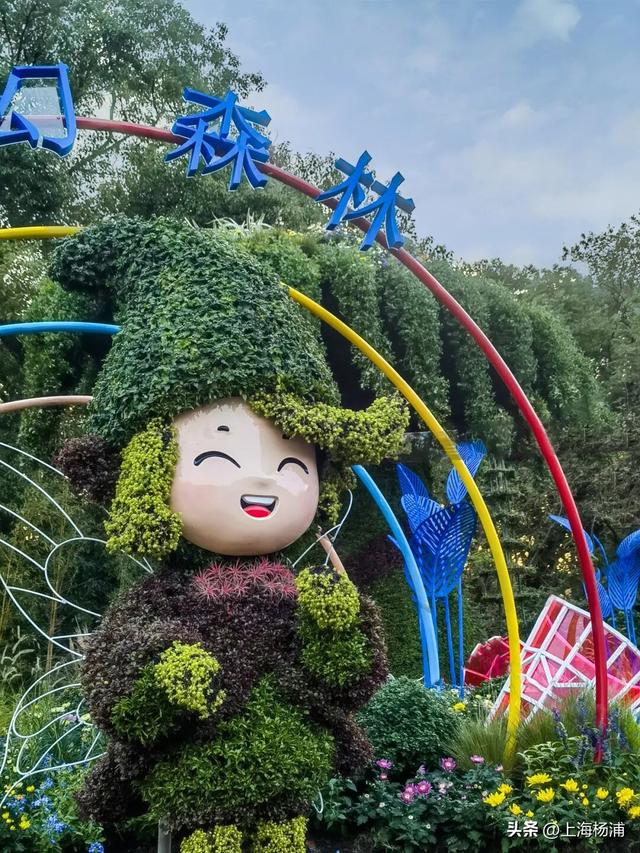 本周末起！来杨浦这个公园共赏“沪上最美菊花海”