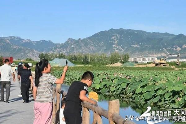 恒山脚下神溪湿地：荷花竞放引客来