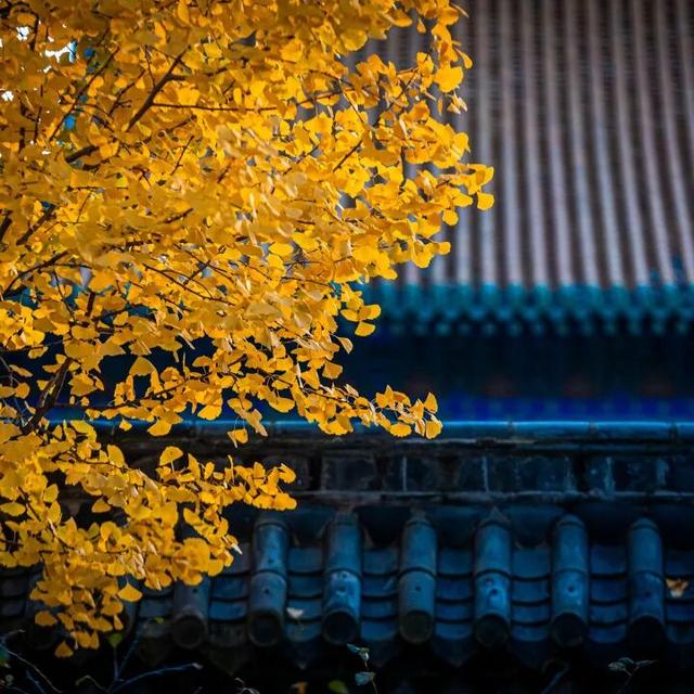 我们把台儿庄古城的秋天“晒”满了朋友圈，温柔了整座古城的初冬