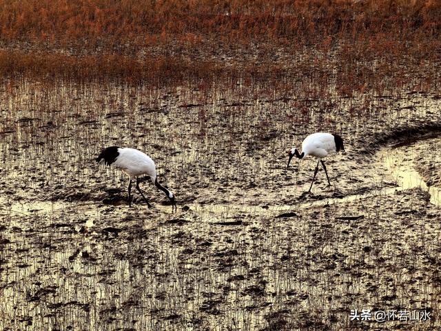 2025辽宁赏秋之旅日记(6)——到辽河口中国最北海岸线看日出 观鸟