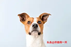 1982年属狗的不同月份生人命运各不相同，来看看谁的最好！图片