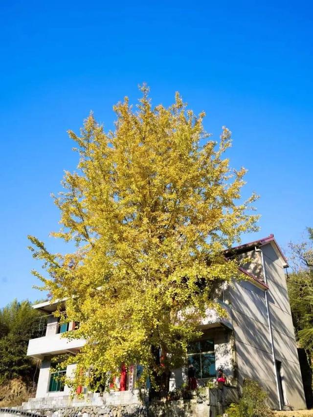 好期待！杭州西南这个银杏谷，进入变色倒计时~