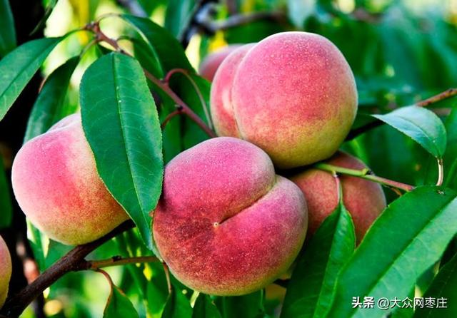 四季流转 多彩枣庄 | 红桃满枝红桃满枝