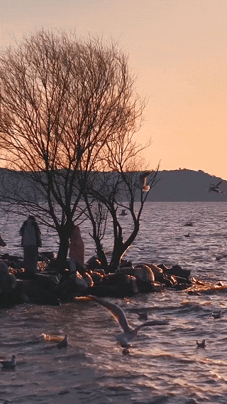 苏州年度限定奇观来了