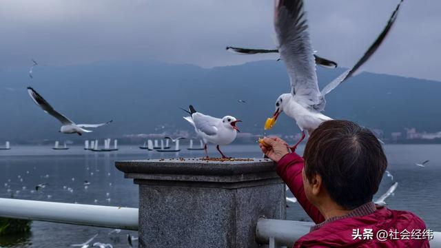 每日一景|漫步滇池湖畔·与海鸥共舞