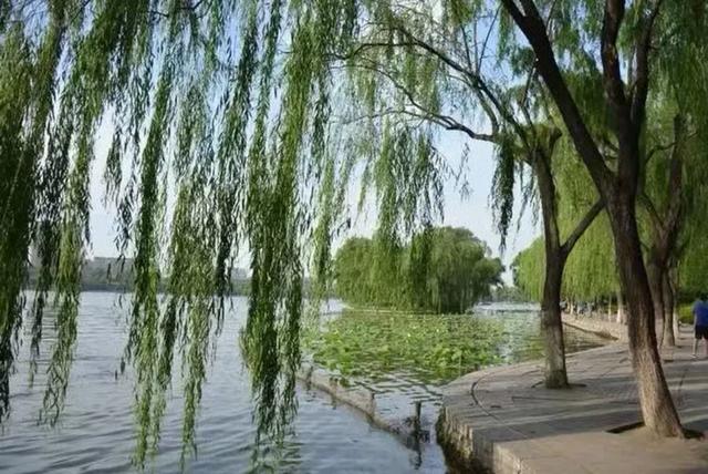 济南大明湖的秋景