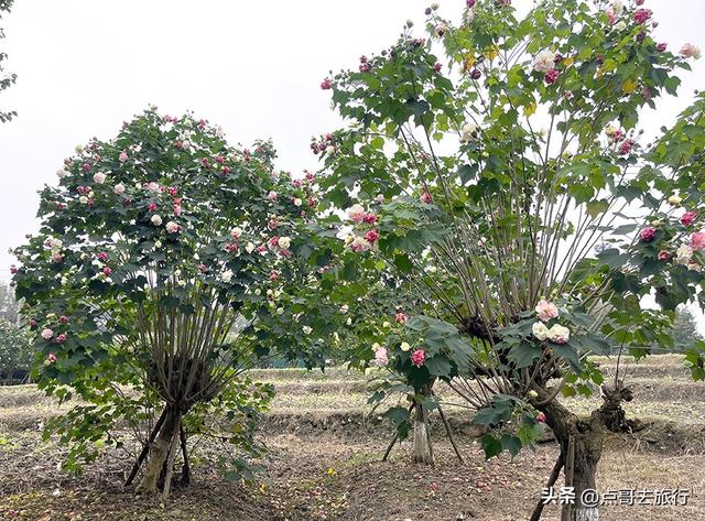 成都市区最美芙蓉花，王者风范，植物迷宫更是惊艳，不要门票！