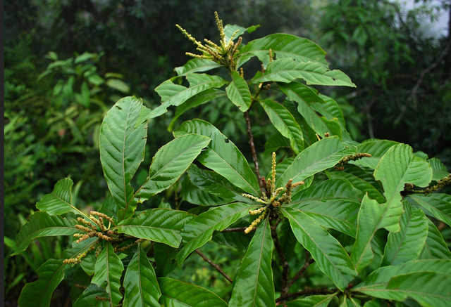 首次发现仅3株	，25年云南又发现2株，网友：不稀奇，老家遍地都是