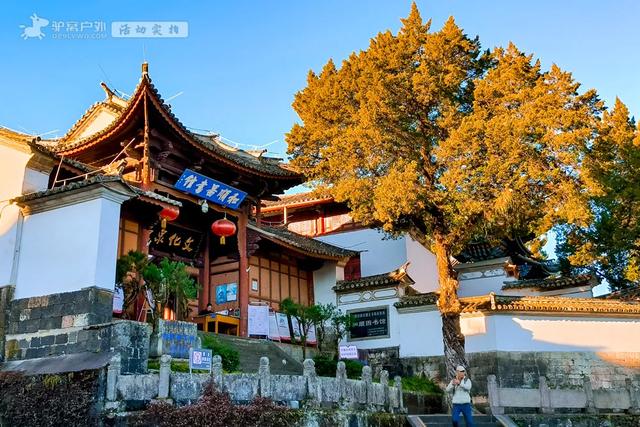 11月的云南腾冲,3000株银杏迎来黄金观赏期,美成人间仙境!