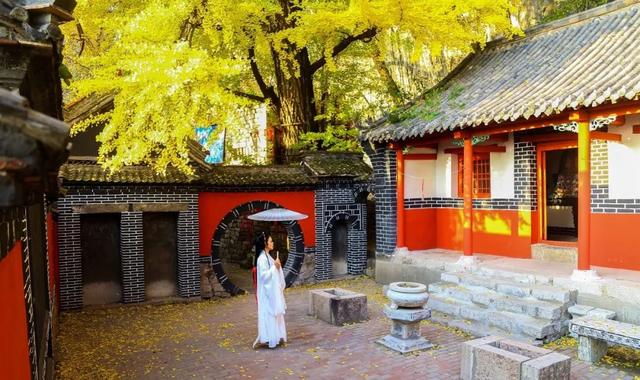 领取限定“杏”运！抓紧来看金色山东