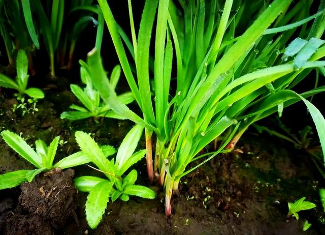 8种寒露过后适合种植的瓜果蔬菜，盆栽、地栽都能种，种有几种？