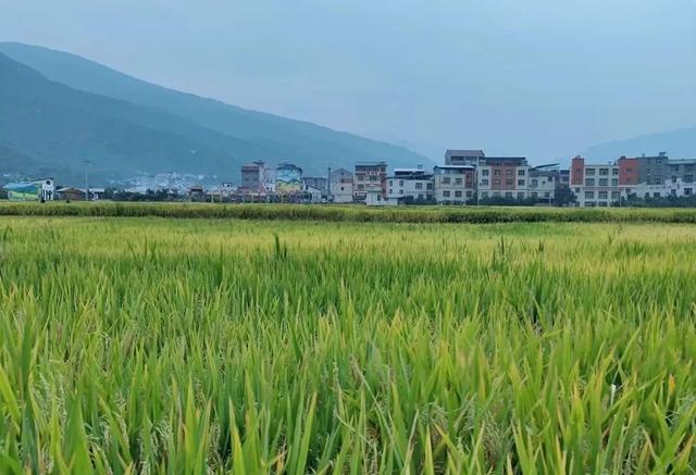 观秋景(平水韵)