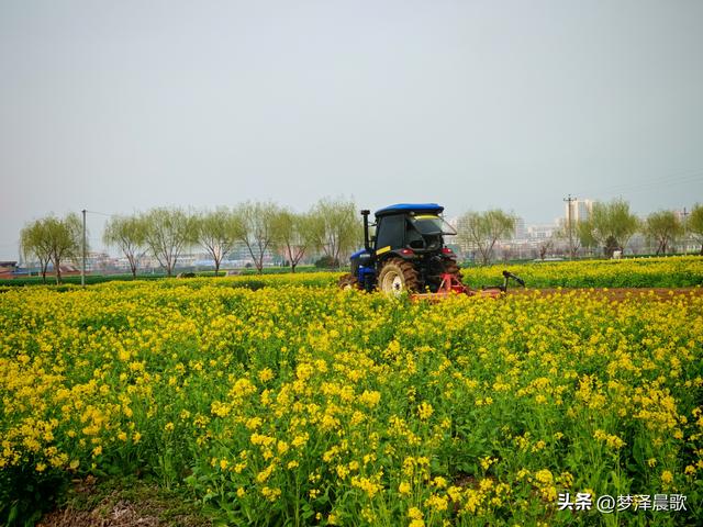 云梦县进入春季赏花模式 城乡处处皆春色