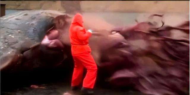 沙漠中若遇到渴死的骆驼千万不能碰，为什么？碰了后果很严重吗？