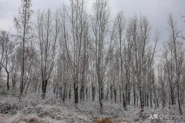 琼枝映草海 雾凇绘高原——威宁草海北坡生态公园现冬日限定仙境