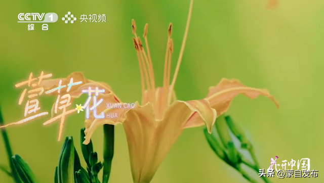 蒙自花开上央视！诚邀晒图，评论区专“宠”鲜花！