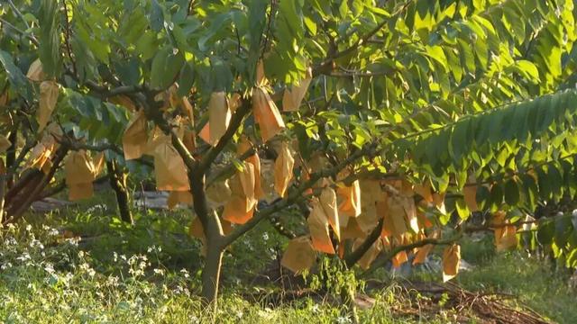 一起来肇庆摘果果！GO、GO、GO……